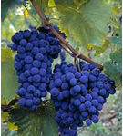 Sangiovese