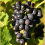 Syrah or Shiraz