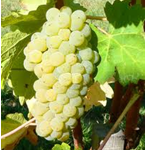 Viognier