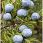 juniperberries