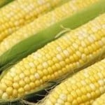 Corn