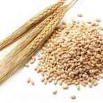 Barley