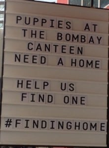 Chef Thomas Zacharia has taken up a noble cause – adopting stray puppies.